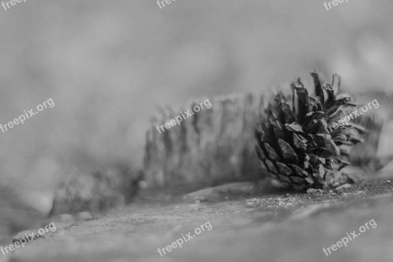 Stump Wood Nature Forest Cone