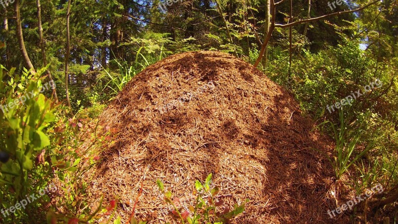 Ants Pile Straw Forest Grass