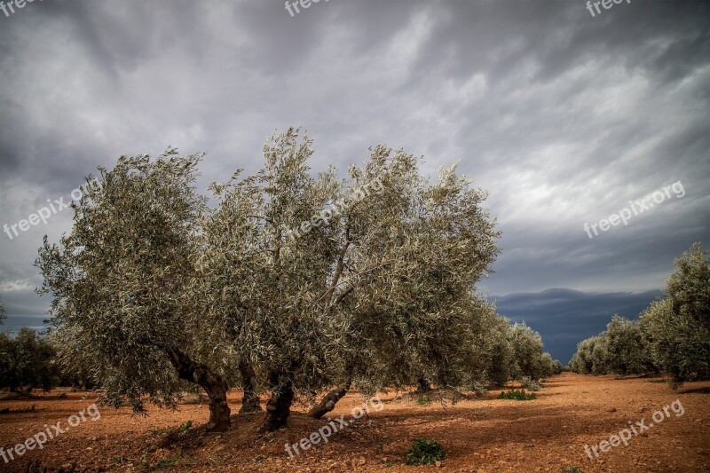 Tree Spain Olive Free Photos