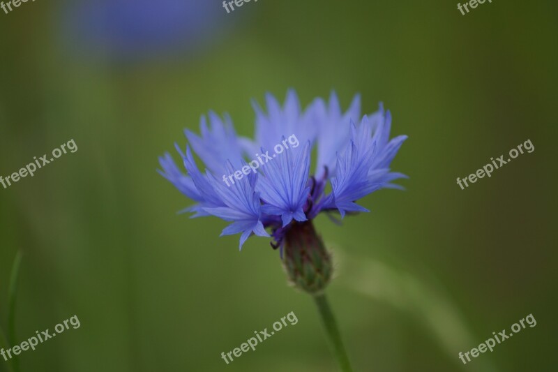 Cornflower Flowers Blue Nature Free Photos