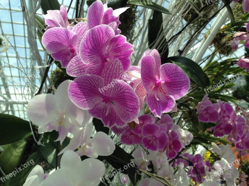 Gardens By The Bay Orchid Purple Free Photos