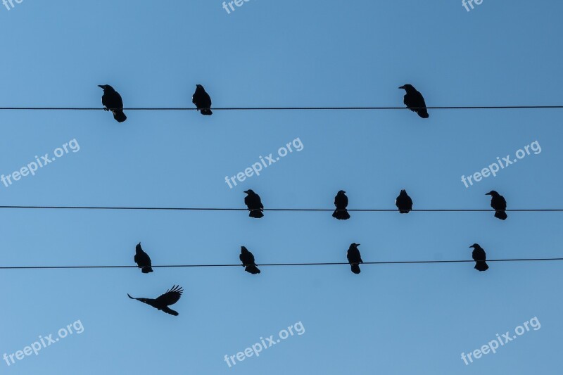 Stare Power Line Birds Persevere Animal