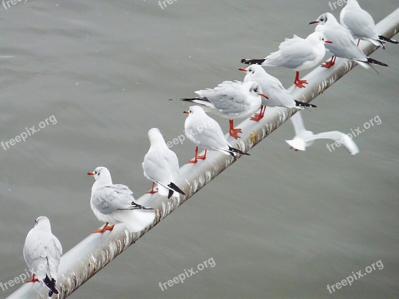 Gull Flying Bird Sky Water Bird