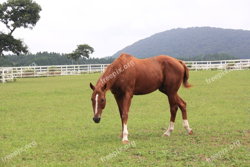 Horse Let Reonpam Outing Free Photos