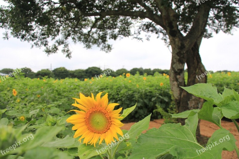 Sunflower Farm Outing Free Photos