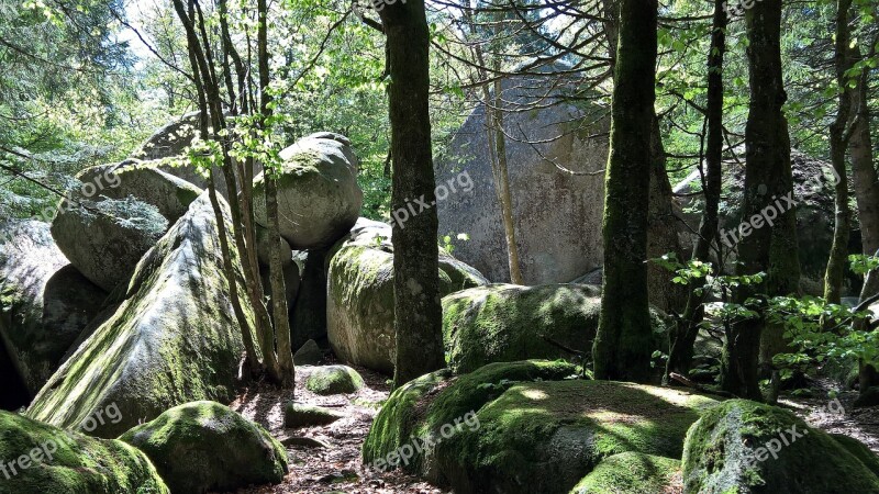 Mystical Black Forest Forest Moss Günter Rock