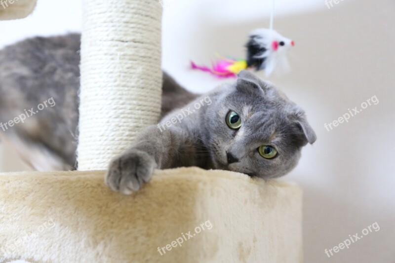 Cat Scottish Fold Cat Tower Kitten Domestic Cat