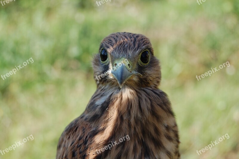 Falco Birds Raptor Free Photos