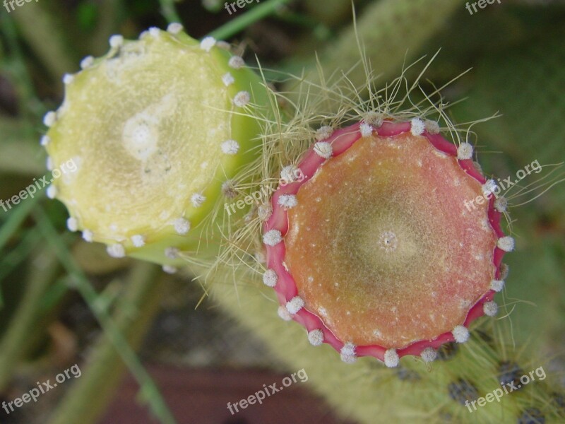 Cactus Nearby Mediterranean Free Photos