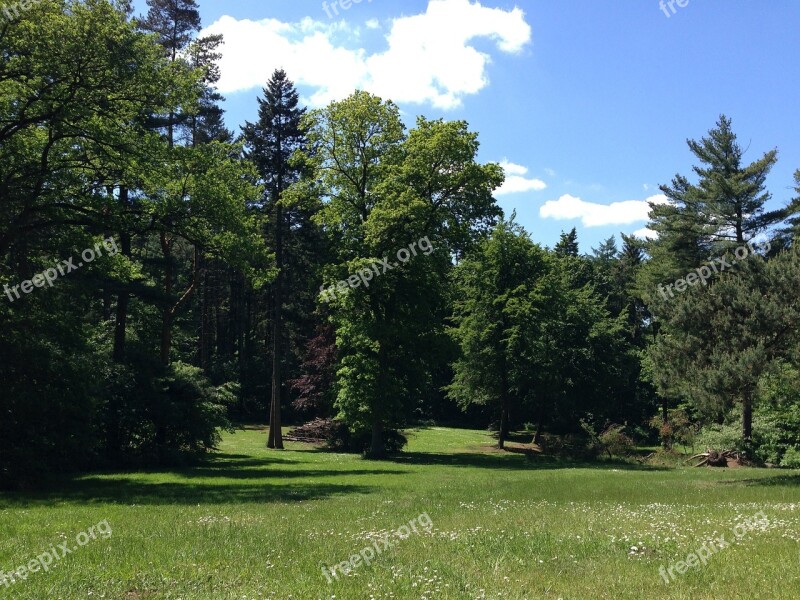 Forest Sun Nature Meadow Sky