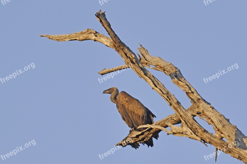 Vulture Bird Free Photos