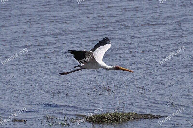 Glutton In Flight Botswana Chobe River Free Photos