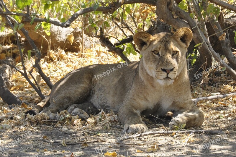 Lion Botswana Chobe Free Photos