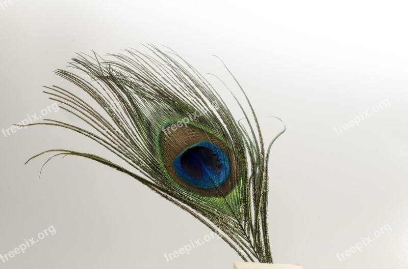 Feather Bird Peacock Green Quill