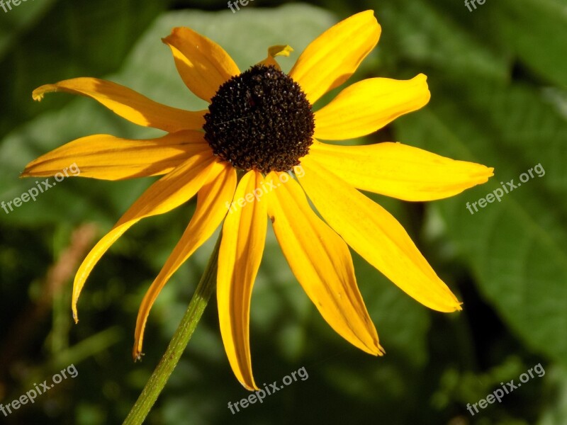 Coneflower Shrub Yellow Coneflower Yellow Daisy Family