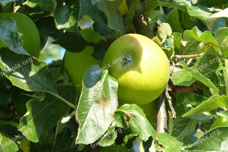 Tree Apple A Apple Tree Autumn