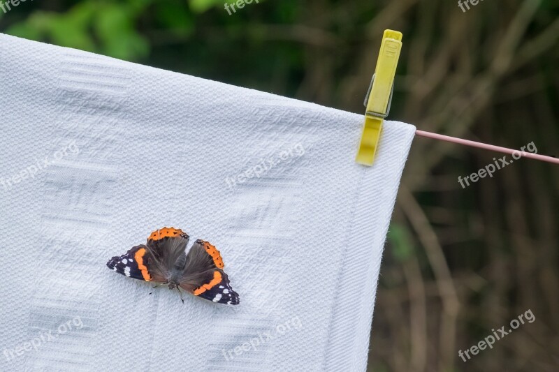 Butterfly Washing Drying Admiral Entomology