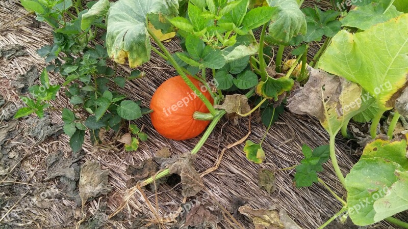 Pumpkin Fall Pumpkin Patch Autumn Leaves