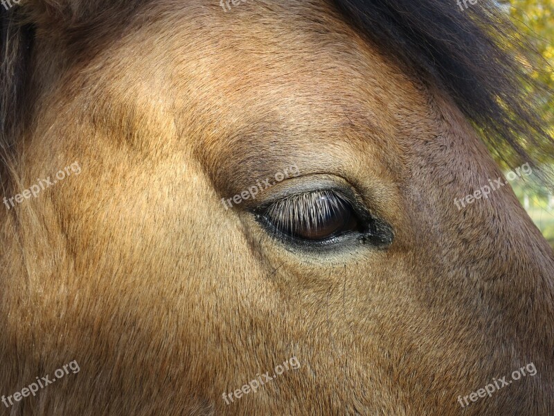 Horse Eye Animal Horse's Eyes Free Photos