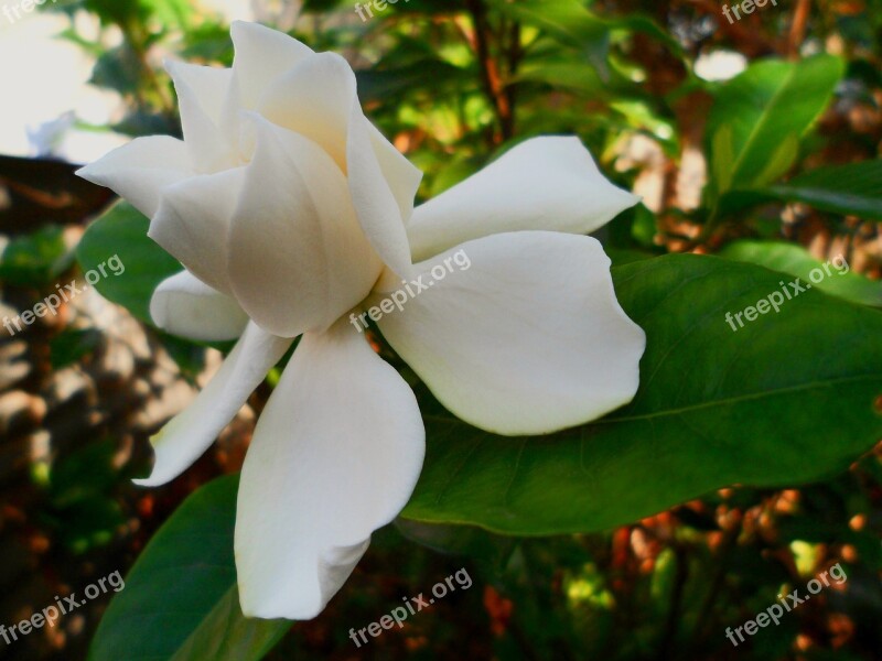 Flower Spring Jasmine White Garden