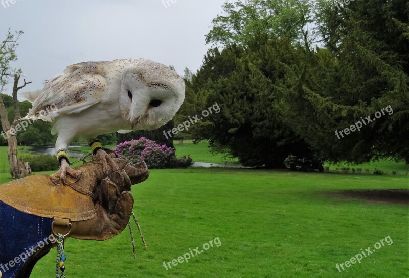 Barn Owl Owl Barn Bird Animal