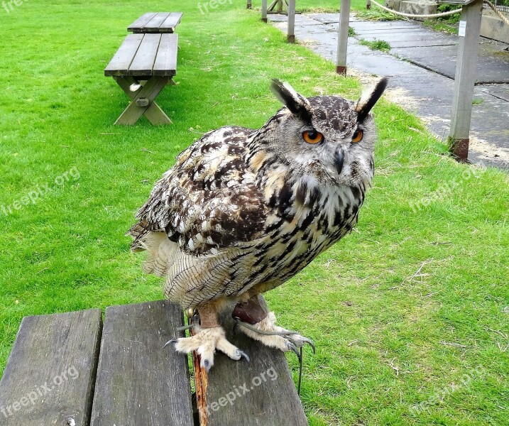 Eagle Owl Eurasian Owl Bird Wildlife