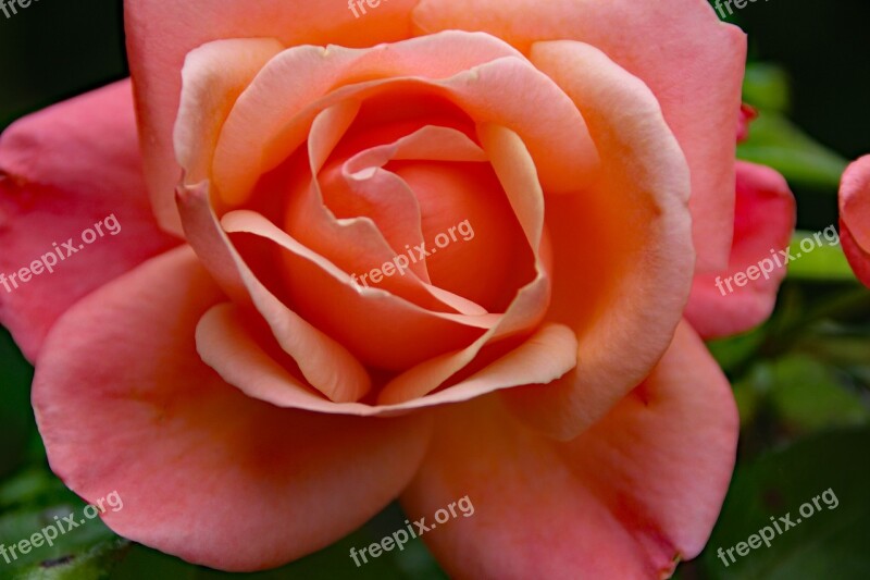 Pink Rose Rose Pink Flower Petal