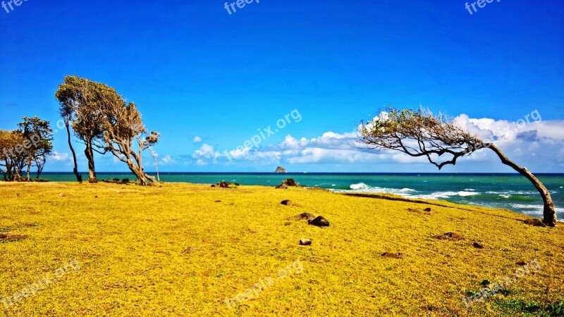 Beach Wind Caribbean Guadeloupe Sea