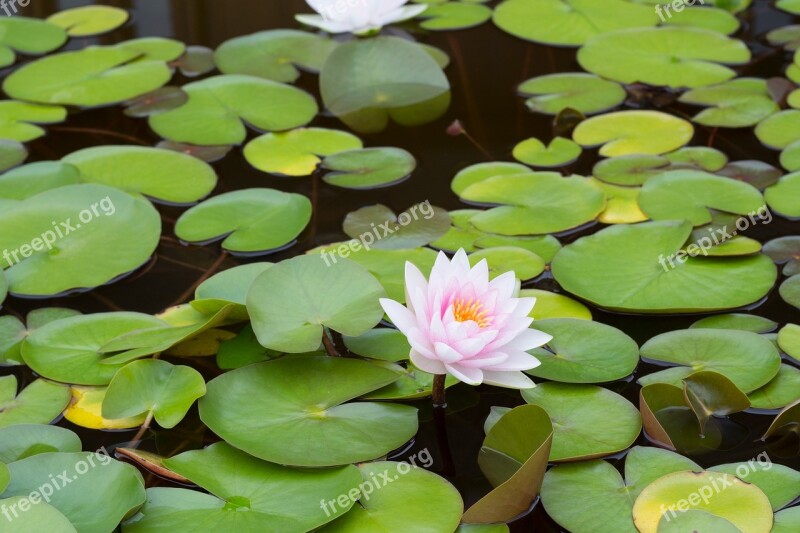 Flower Lily Pond Water Plant Free Photos