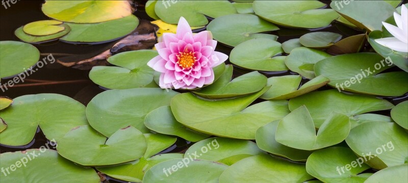 Flower Lily Pond Water Plant Free Photos