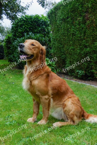 Dog Dog On Meadow Animal Sweet Meadow