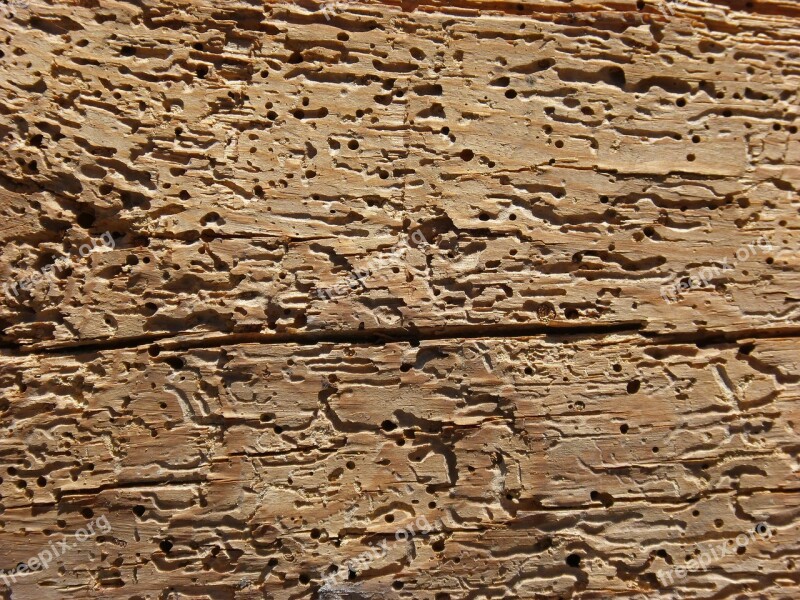 Wood Woodworm Rotten Old Wood Texture