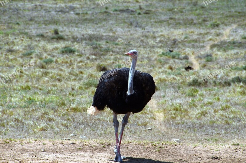 Bouquet Africa Flightless Bird Ostrich South Africa