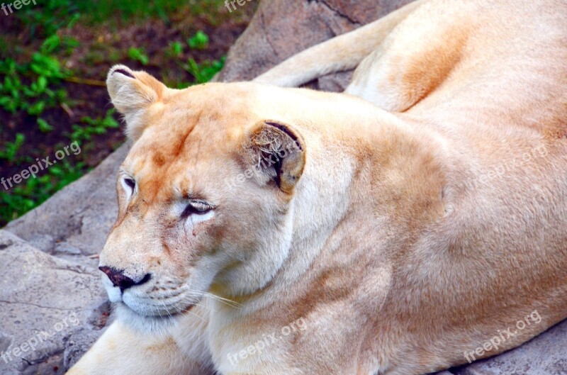 Lion Lioness Africa Safari Lion Females