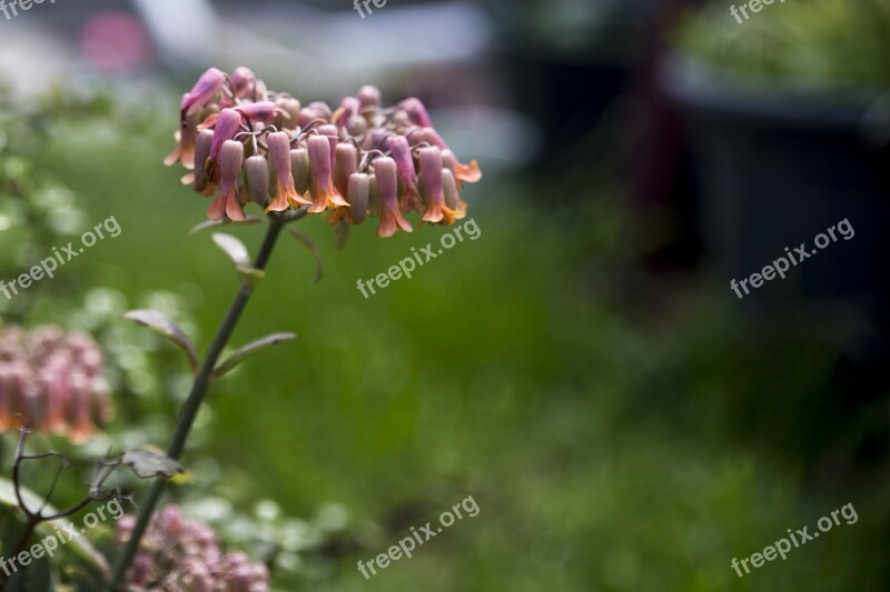 Plant Flower Nature Garden Gardening