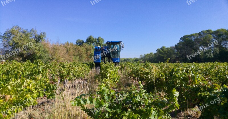 Harvest Grape Harvesting Machine Vine Vineyard Grape