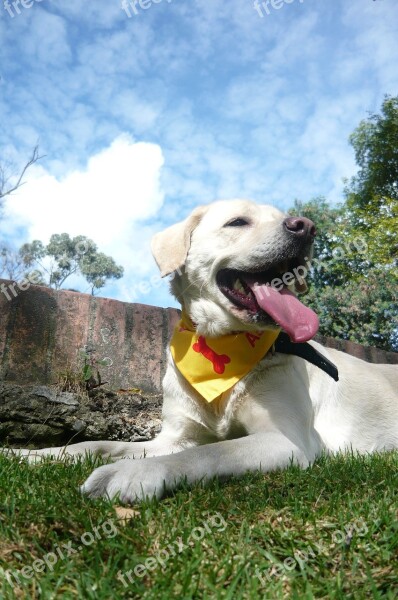 Animal Dog Bitch Labrador Colombia