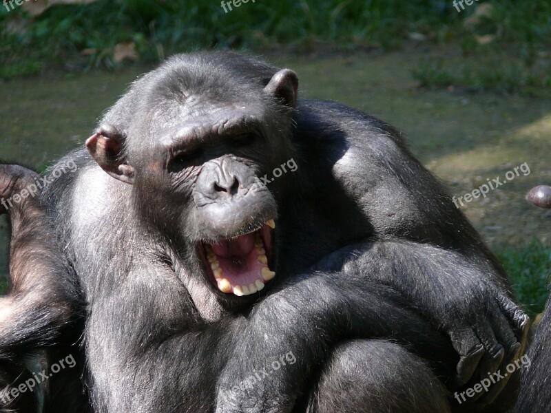 Mono Animal Chimpanzee Free Photos