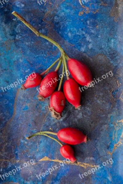 Rosehip Rosebush Seed Red Blue Free Photos