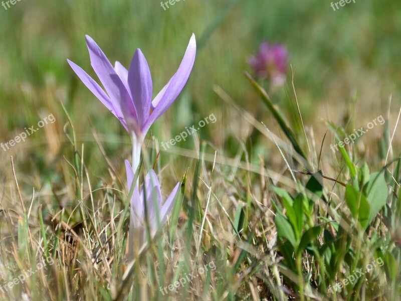 Flower Meadow Nature Blossom Bloom