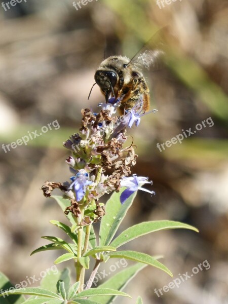 Bumblebee Flower Libar Flap Free Photos