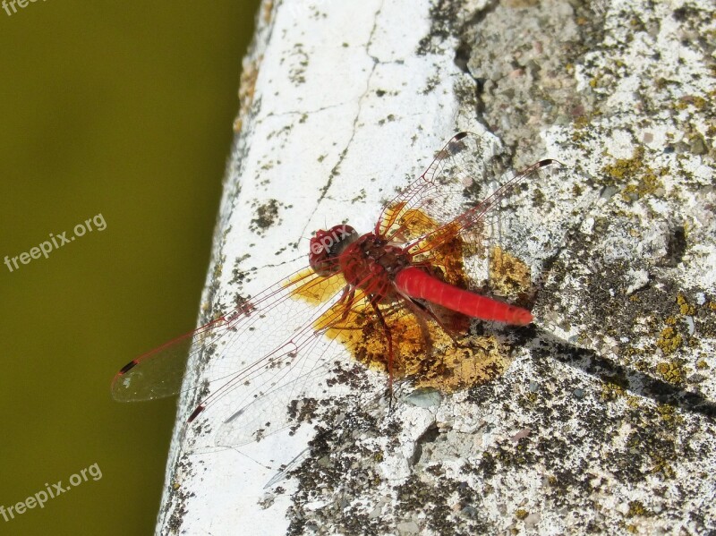 Dragonfly Red Dragonfly Raft Pond Annulata Trithemis