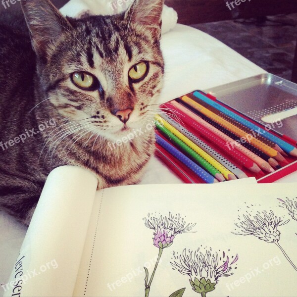 Cat Coloring Drawing Hobby Do It Yourself