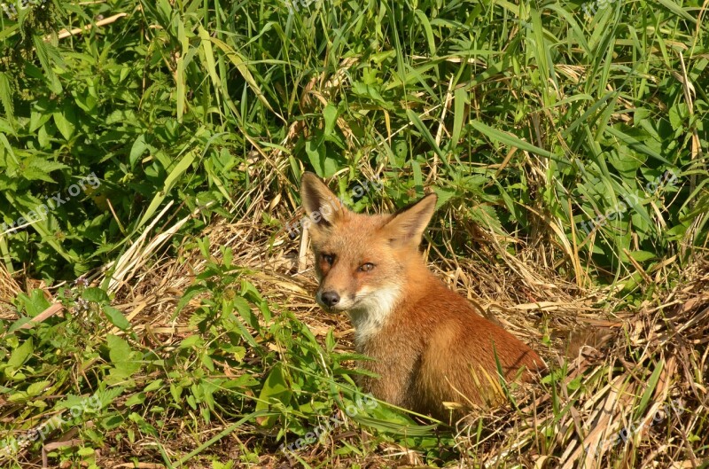 Fox Predator Mammal Wild Fauna