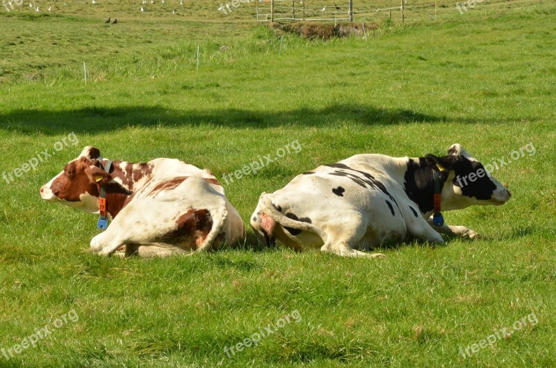 Cow Mammal Farm Farm Animal Meadow