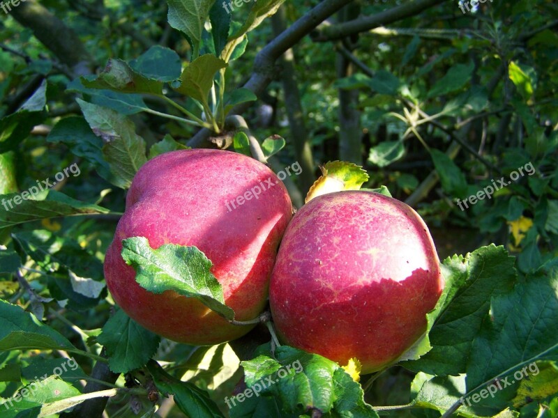 Red Apple Ripe Fruit Autumn Free Photos