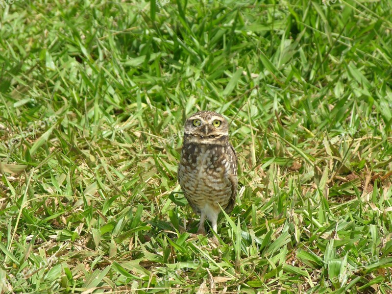 Owl Pedro Nunes Pasture Free Photos