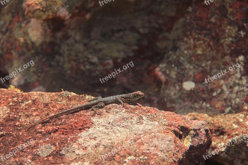 Animal Calango Reptile Piata Chapada Diamantina