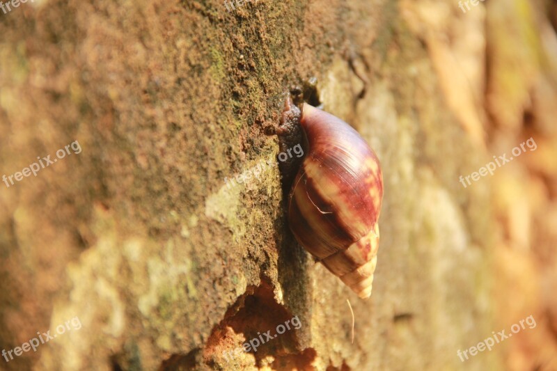 African Snail Animal Islets Bahia Brazil