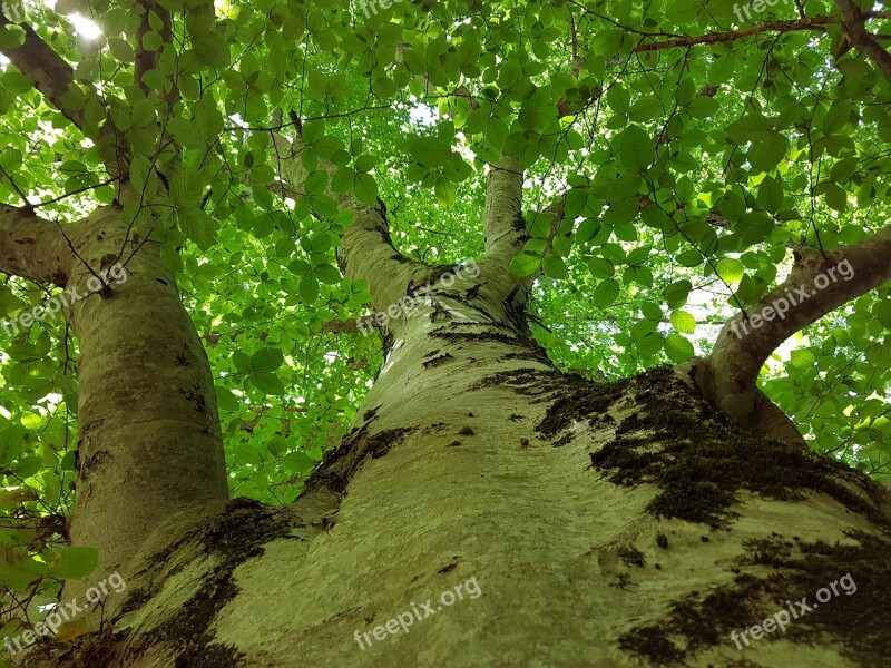 Nature Tree Secular Forest Wood